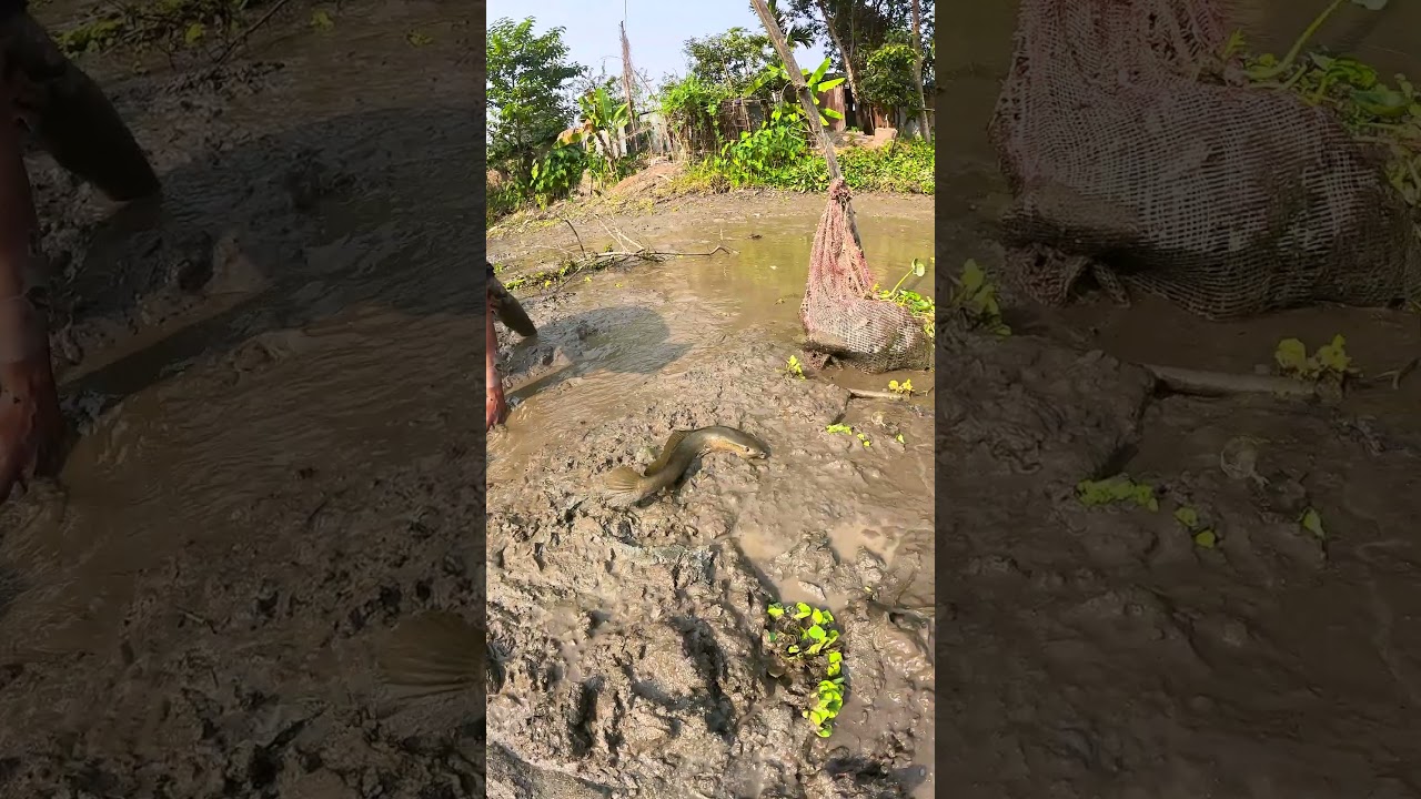 Huge Shol Fish Caught After Draining the Pond #BigFish #SholCatch #WaterDrainFishing #SholFish