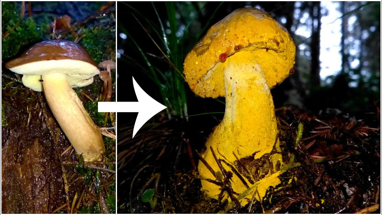 The Bolete Eater (Hypomyces chrysospermus) on a Bay Bolete