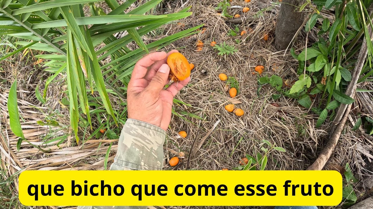 fui procurar espera de paca olha o que encontrei confiram