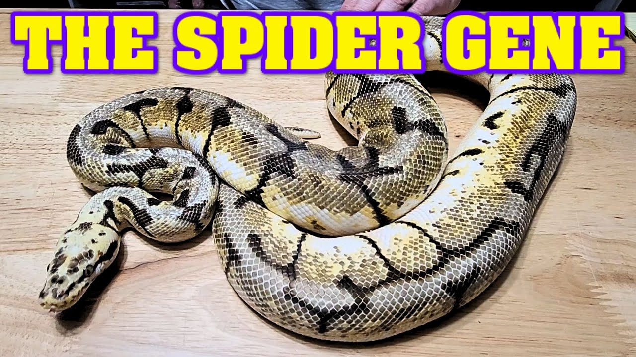 SPIDER gene, why you should have it!!......and why you shouldn't!