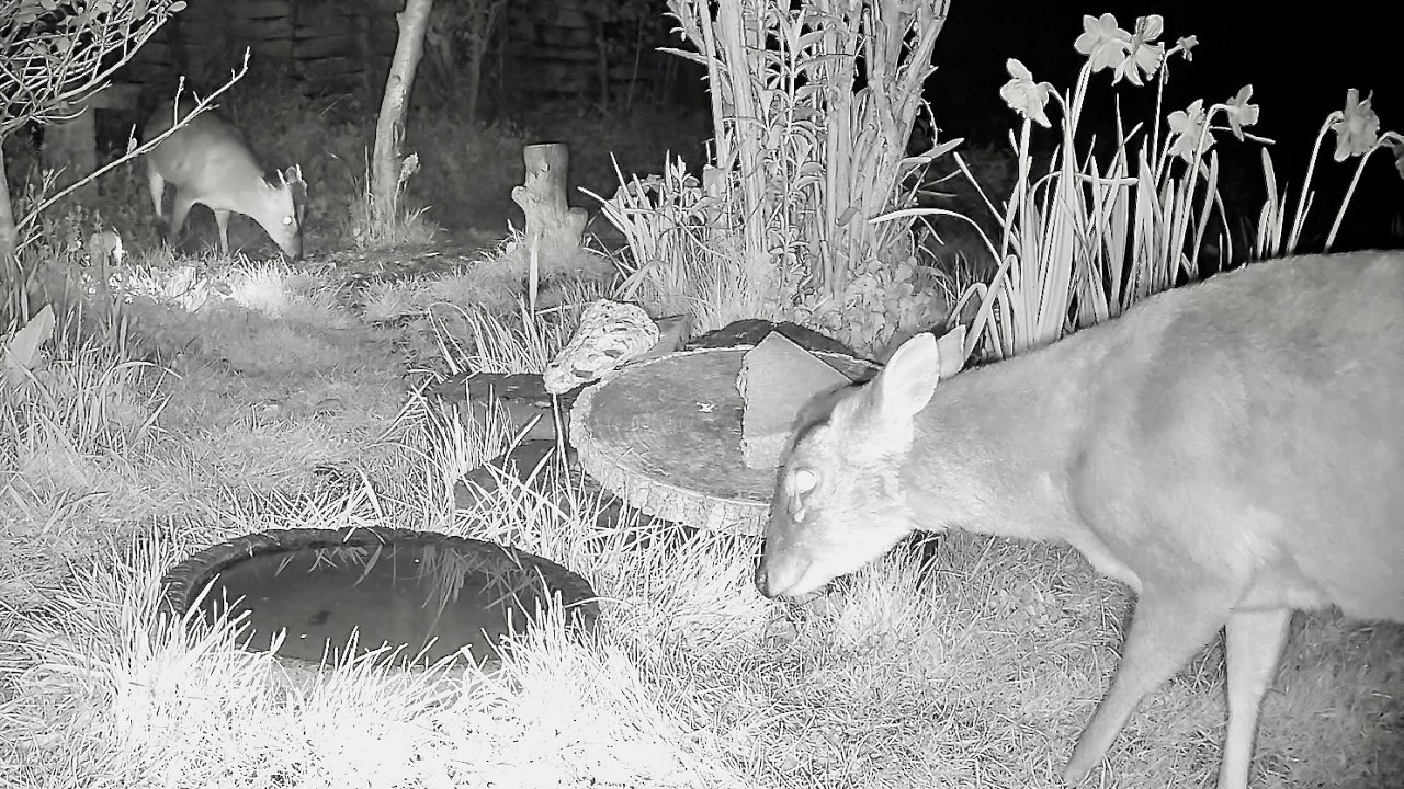 Wild Garden Diary April 3rd-4th