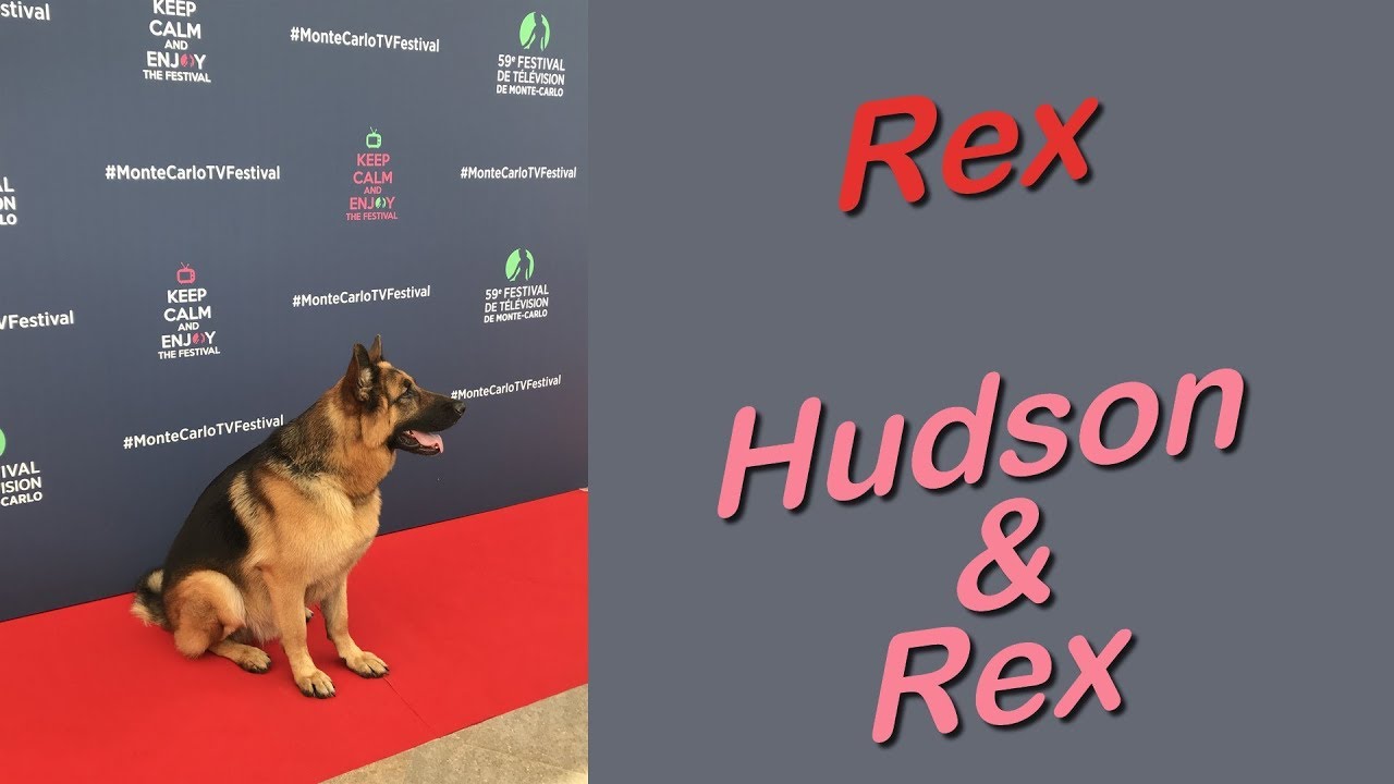 Rex (Hudson & Rex)