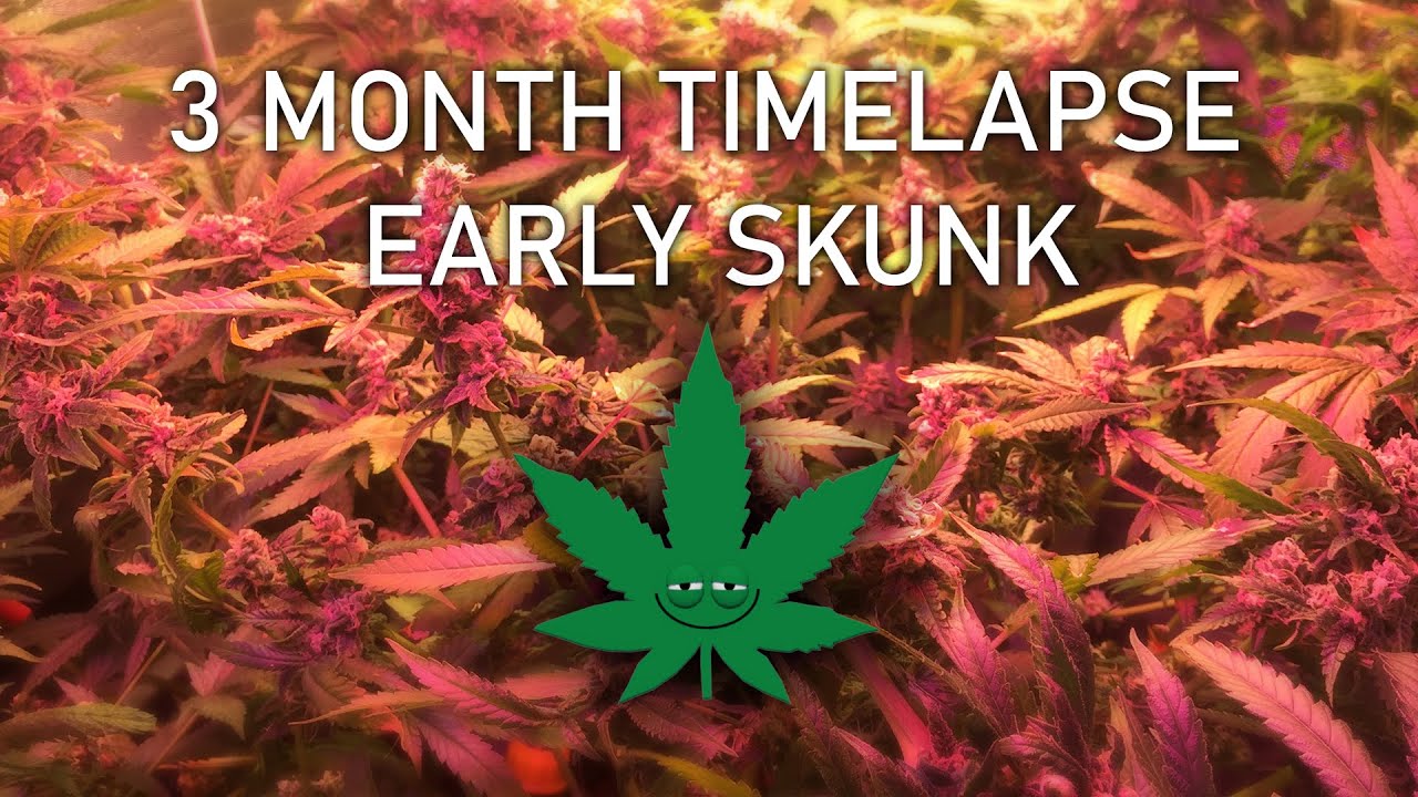 automated garden, timelapse flowering weed, early skunk