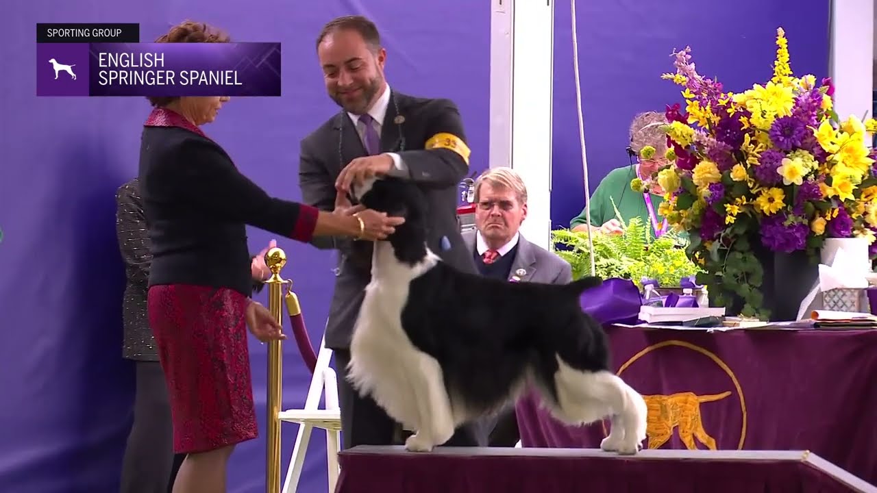 Spaniels (English Springer) | Breed Judging 2024
