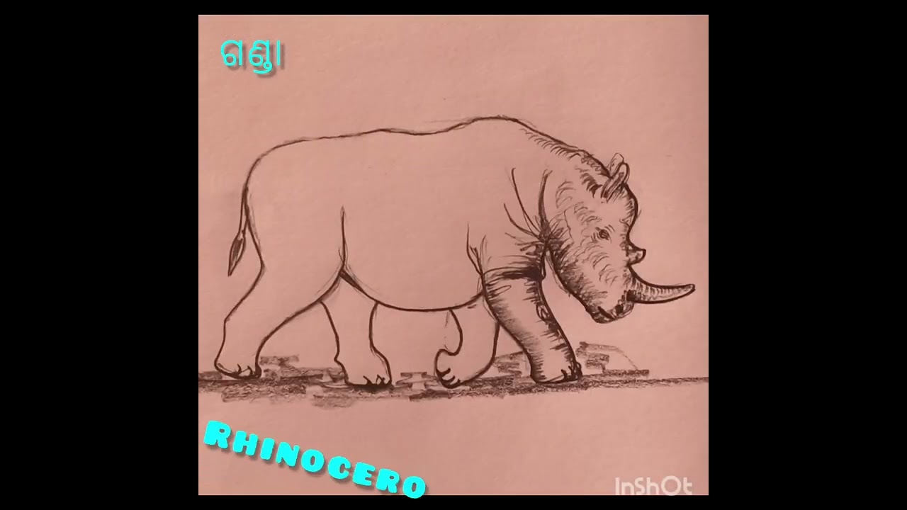 Rhinocero pencil sketch