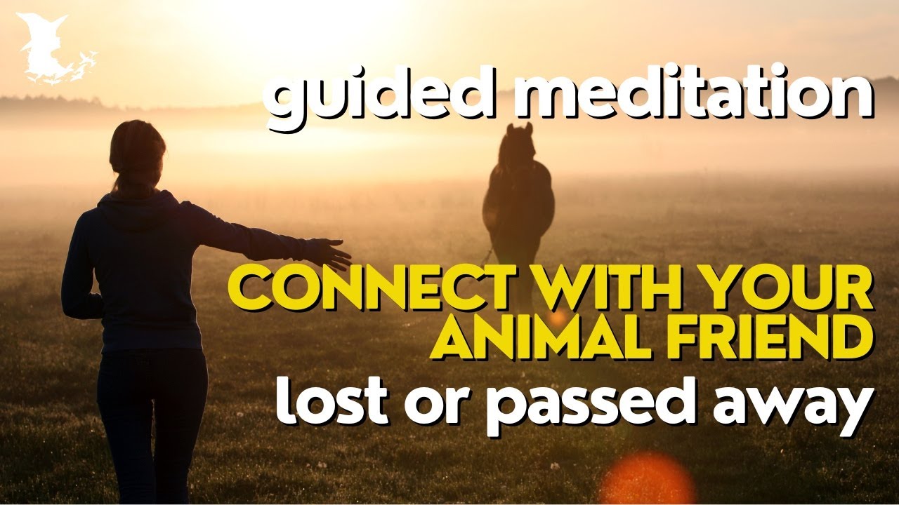 Connect with your lost or dead pet - powerful guided meditation 