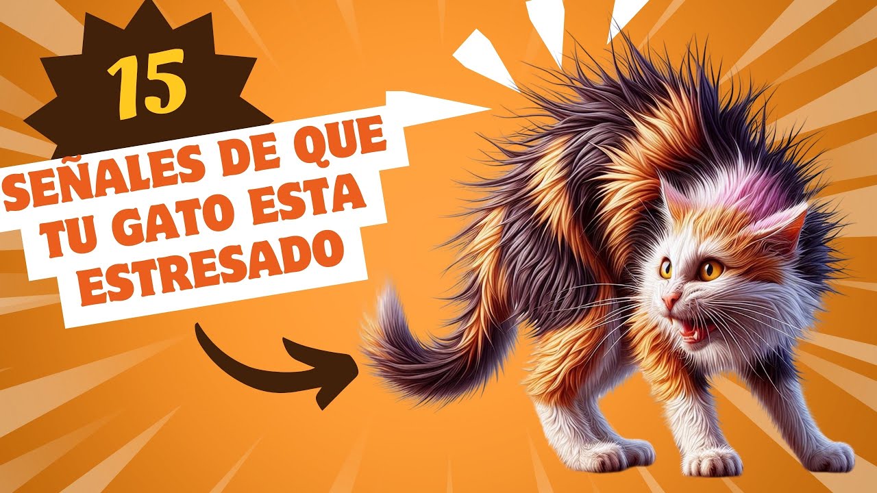 12 Se&ntilde;ales de que tu gato esta estresado y como ayudarle.