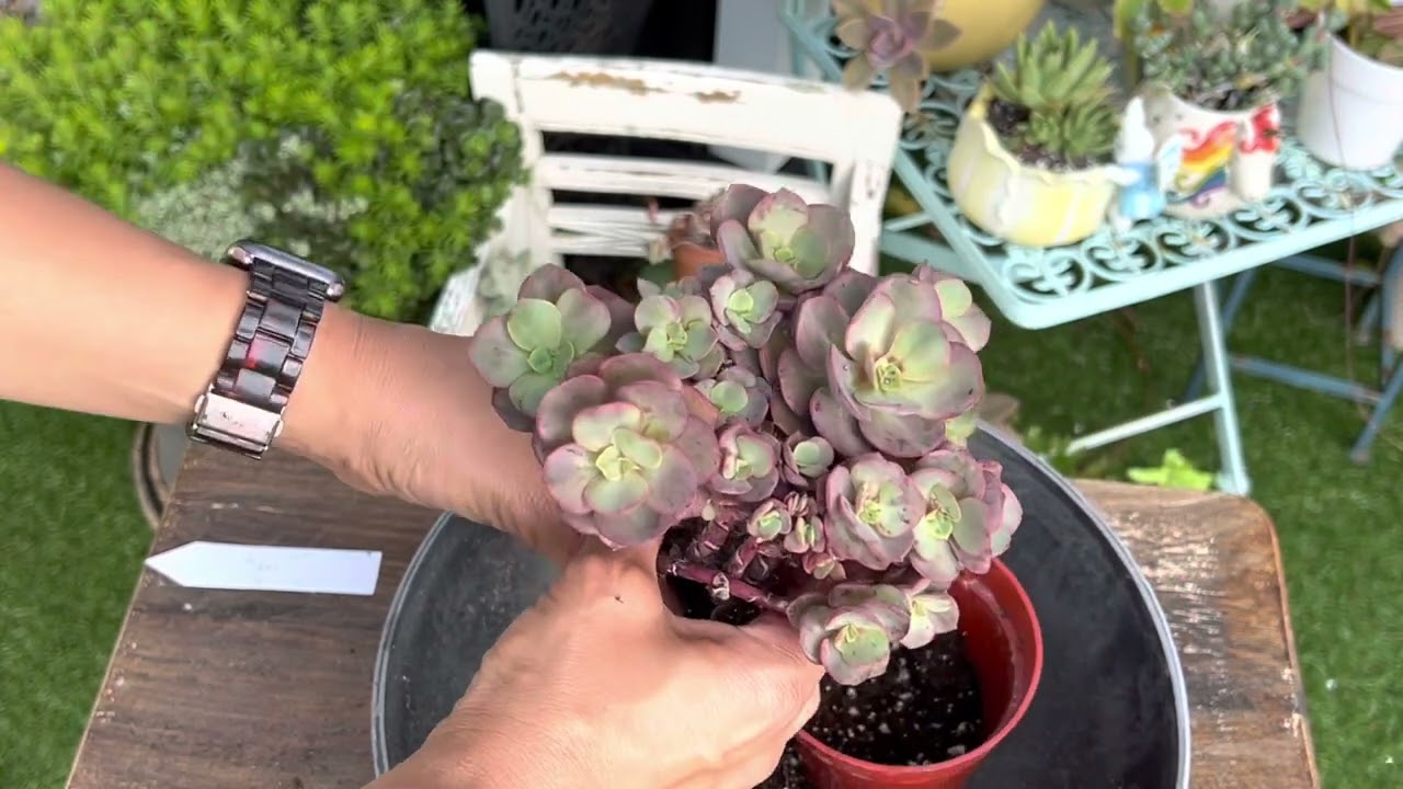 Repotting Echeveria suyon