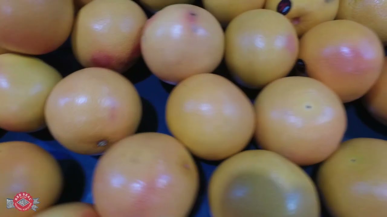 Picking and packaging of fruit at The Cyprus Phassouri Plantations in 2022