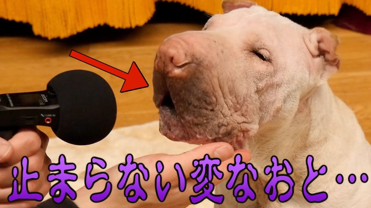 我が家のブチャ犬の口から変な音がするんですが、これってなんなんですかね…