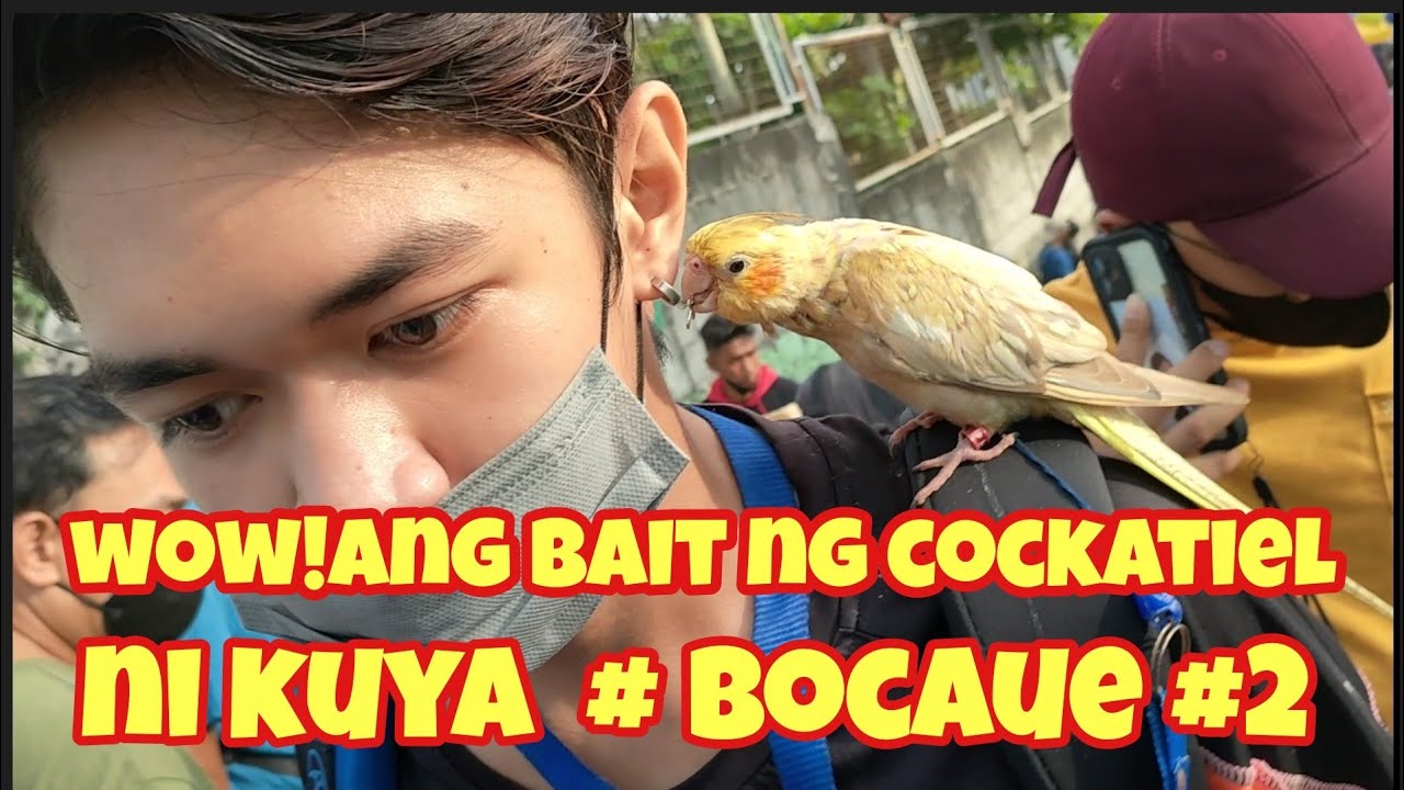 #cockatiel ni kuya ang bait ang daming opaline at pale fallow sa bocaue