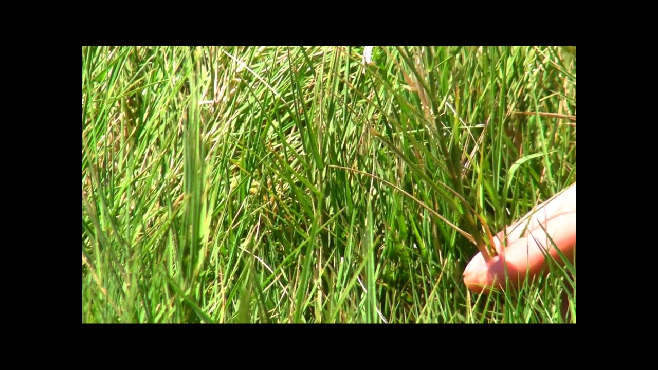Saltgrass