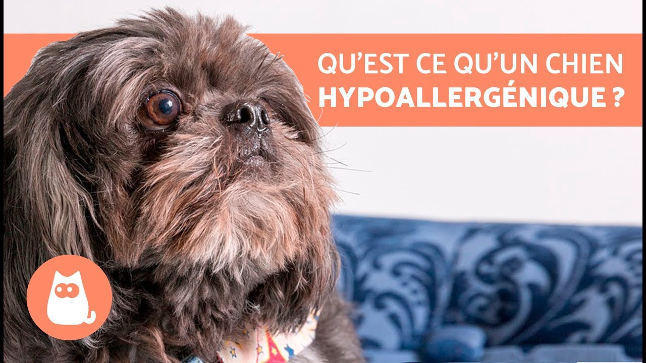 10 races de chiens HYPOALLERGÉNIQUES - parfaites pour personnes allergiques