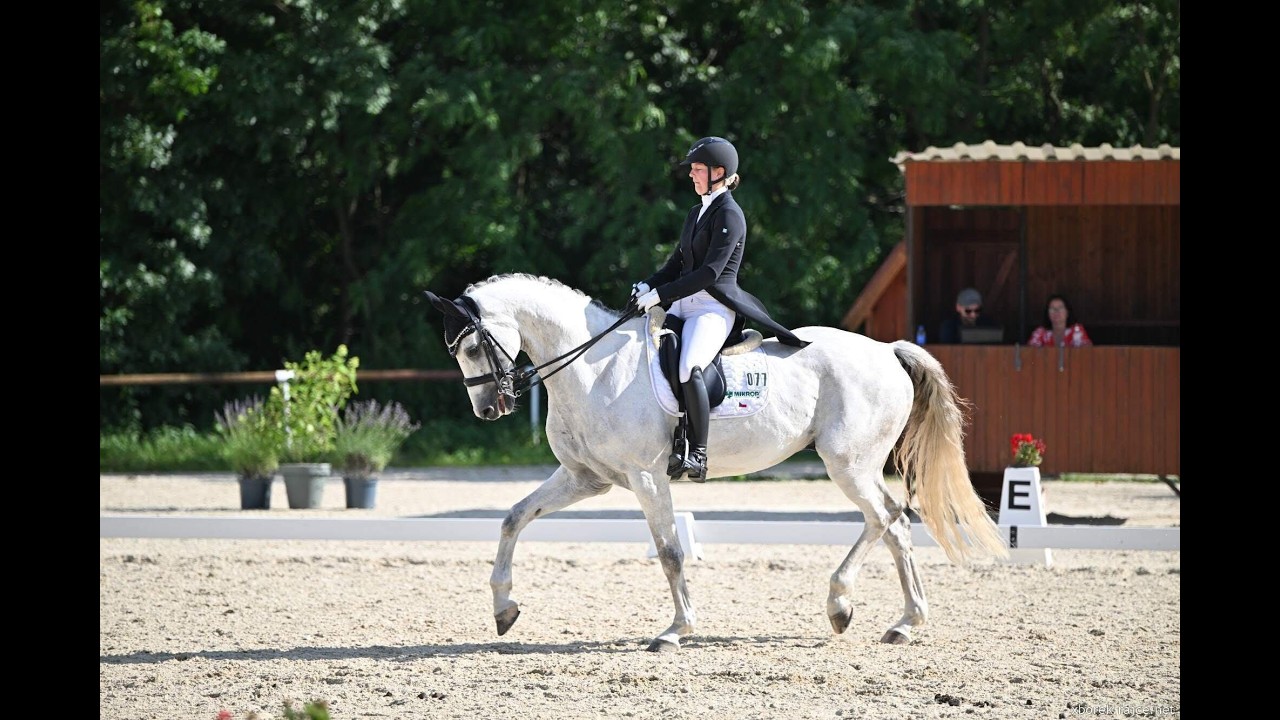 Slovak Warmblood | Gelding | VDM Gordi | Dressage @TMHorsesPonies