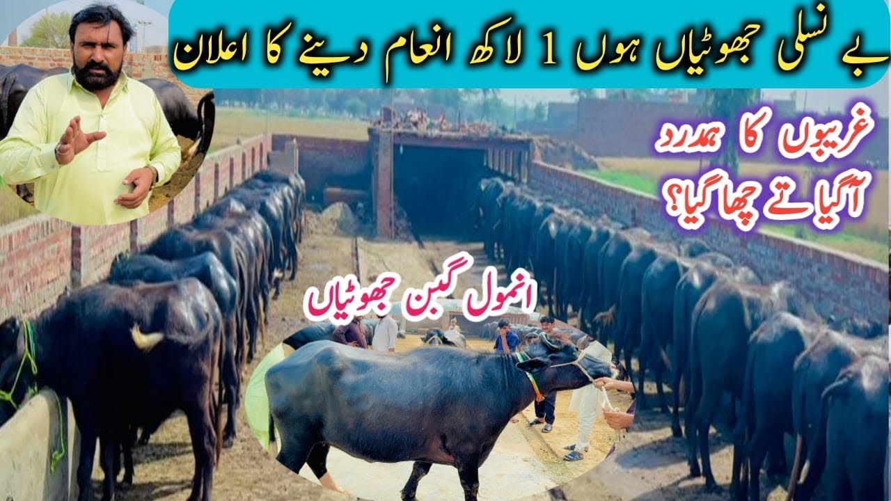 How to start Buffaloes Farming| Best Gabbon Jhotian for dairy farm|Successful Business Buffalo
