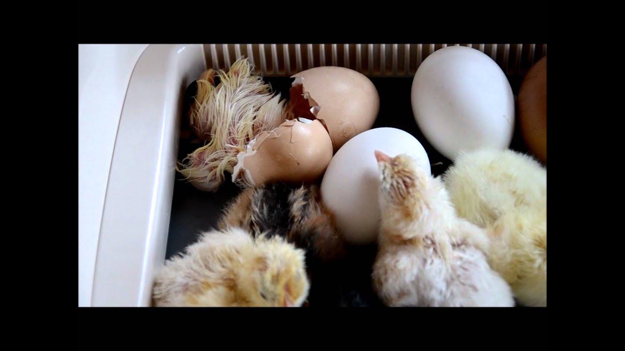 chicken egg hatching in incubator HD