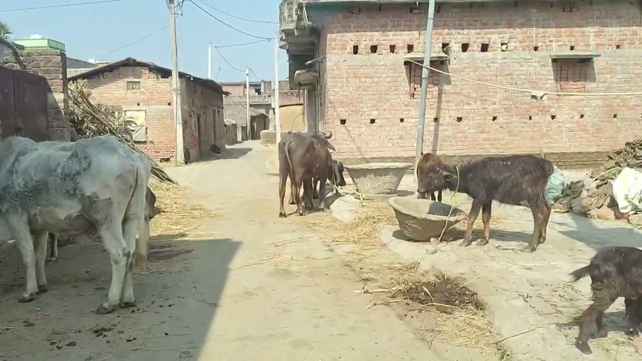 गांव का बजारा है ♥️ क्या आप लोग गांव में रहना पसंद करते हैं या शहर में #villagelife #youtubevideo 