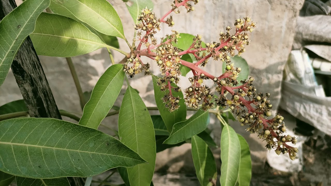 Desi Alltime Mango variety 