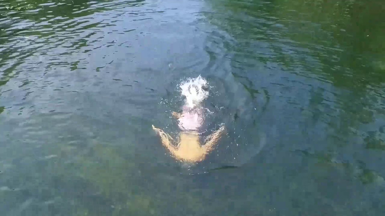 Imagens Drone  Vale do Rio Quilombo Cubatão SP