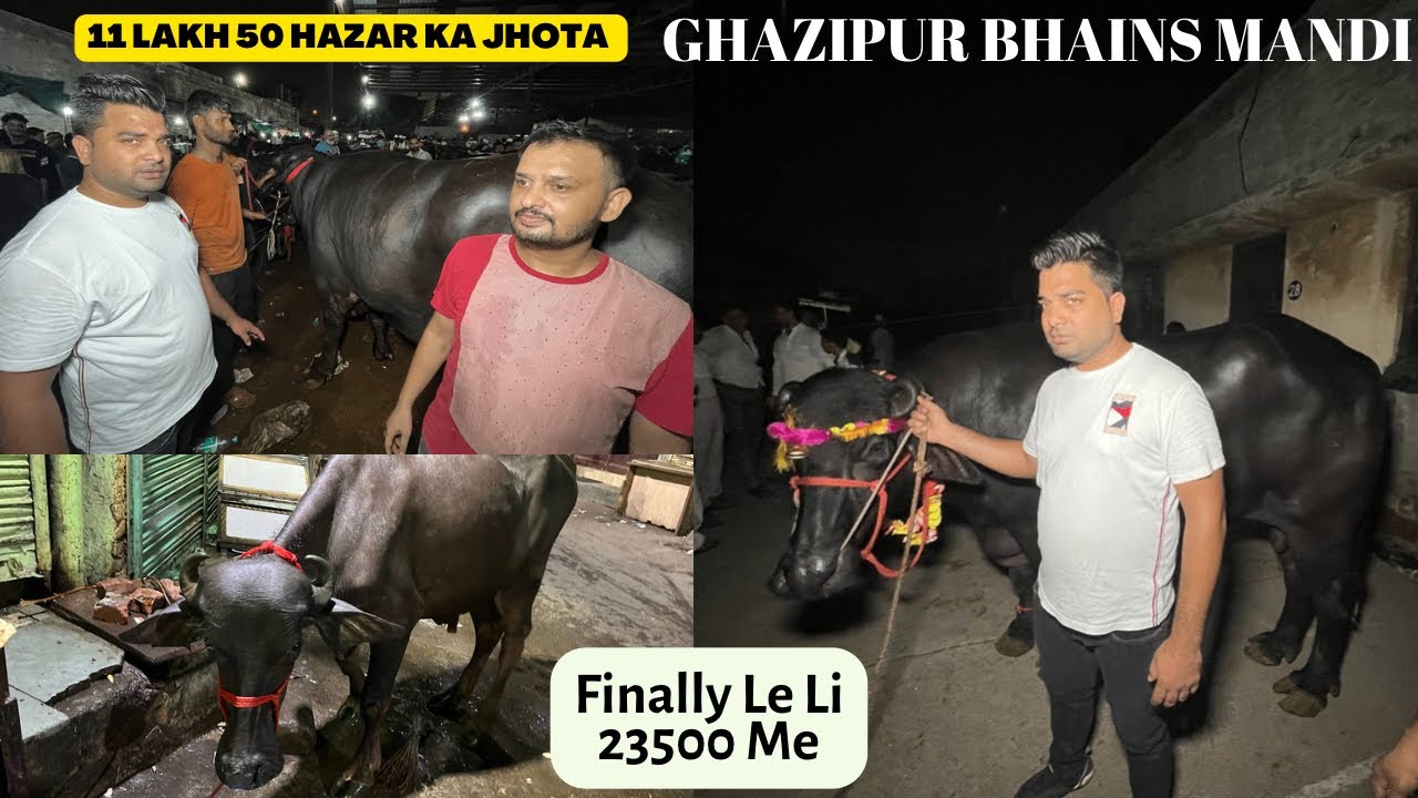Ghazipur Cheapest buffalo Mandi 2022 | Jhoota 1150000 Ka Sabse Takda