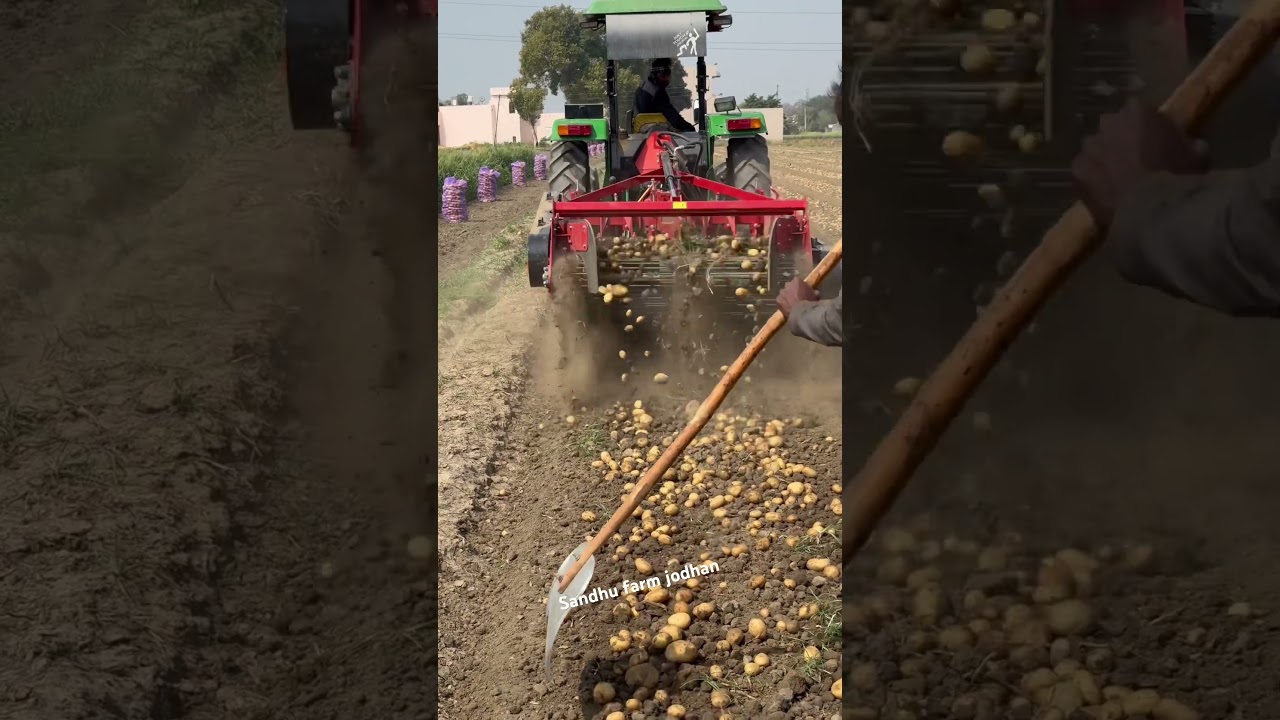 #punjab #newholland5630 #potato #agriculture #agriculture #ludhiana #grimme #johndeere5075epr