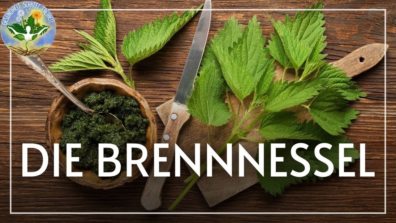 Brennnessel - eine Wunderpflanze aus der Apotheke Gottes!