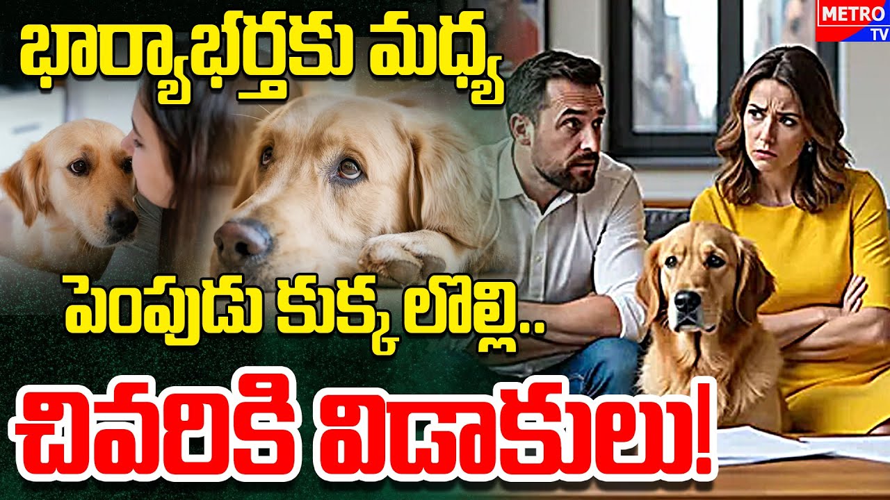 Gujarat Man Files Divorce Over Wife's Love For A Pet Dog: Mentally Distressed | Metro Tv Telugu