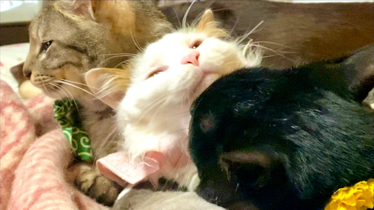 Кошка выглядит очень счастливой.