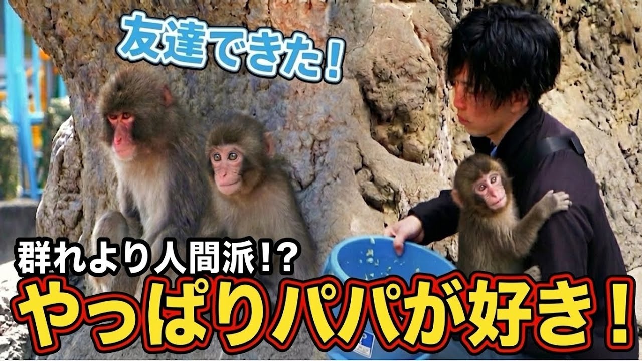 【パンチくん🐵】友達もいいけどやっぱり飼育員さんの元へダッシュ！1番♡
