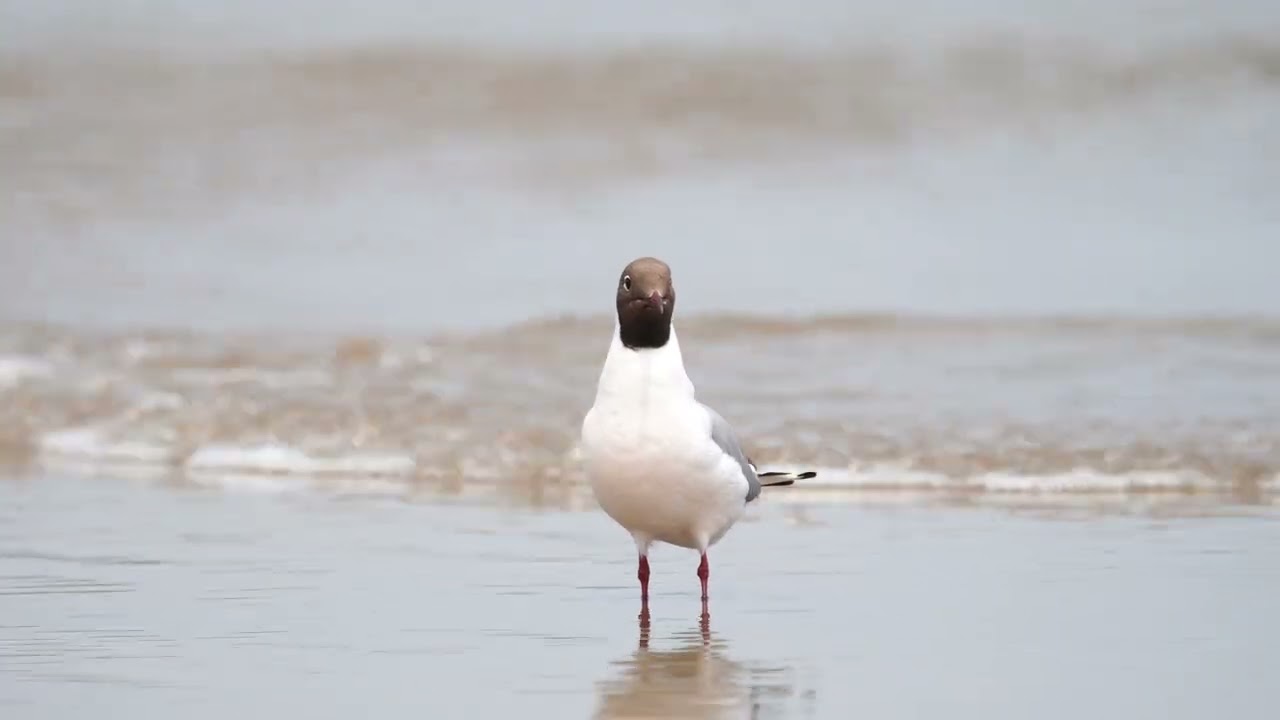 붉은부리갈매기 - Larus ridibundus / SONY A6400 + SONY FE 200-600mm F5.6-6.3 G OSS