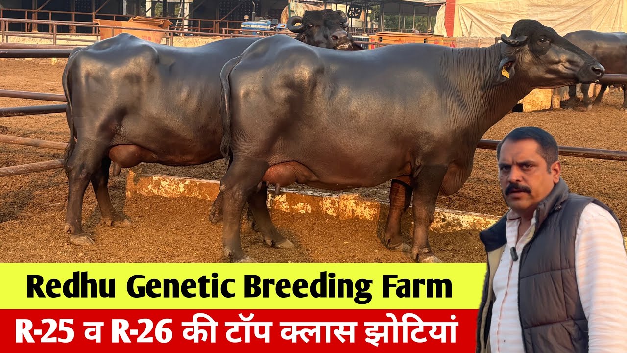 🔴R-25 व R-26 की टॉप क्लास झोटियां।REDHU GENETIC BREEDING FARM☎️9996549802.