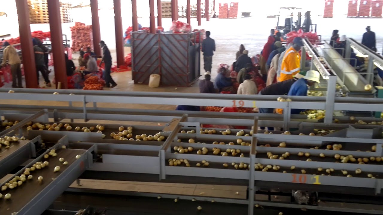 Dormas | Onion Handling and Sizing Equipment