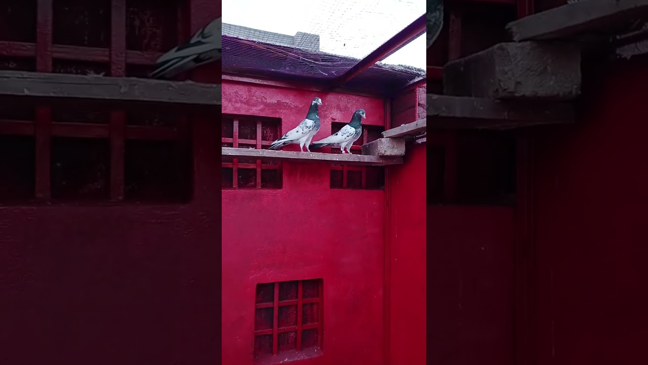#pigeons#pigeonslover#birds#racerbirds#pakistankabootar#indiakabootar#kabootarbazi#punjab#seel#latha