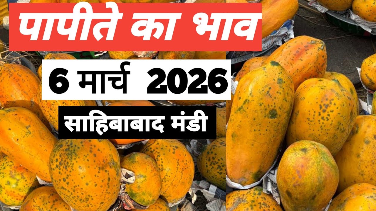 6 March 2026 पपीते का भाव साहिबाबाद मंडी | today papaya rates in sahibabad mandi delhi NCR