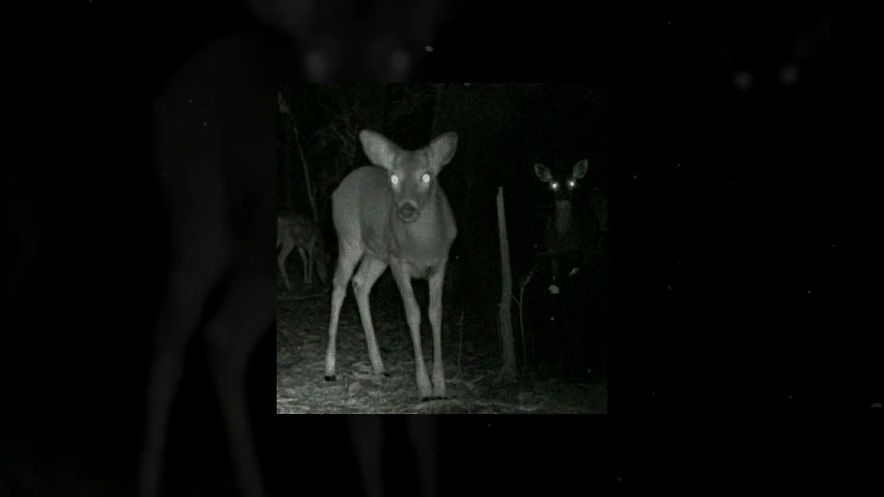 [FREE] Bones Type Beat 