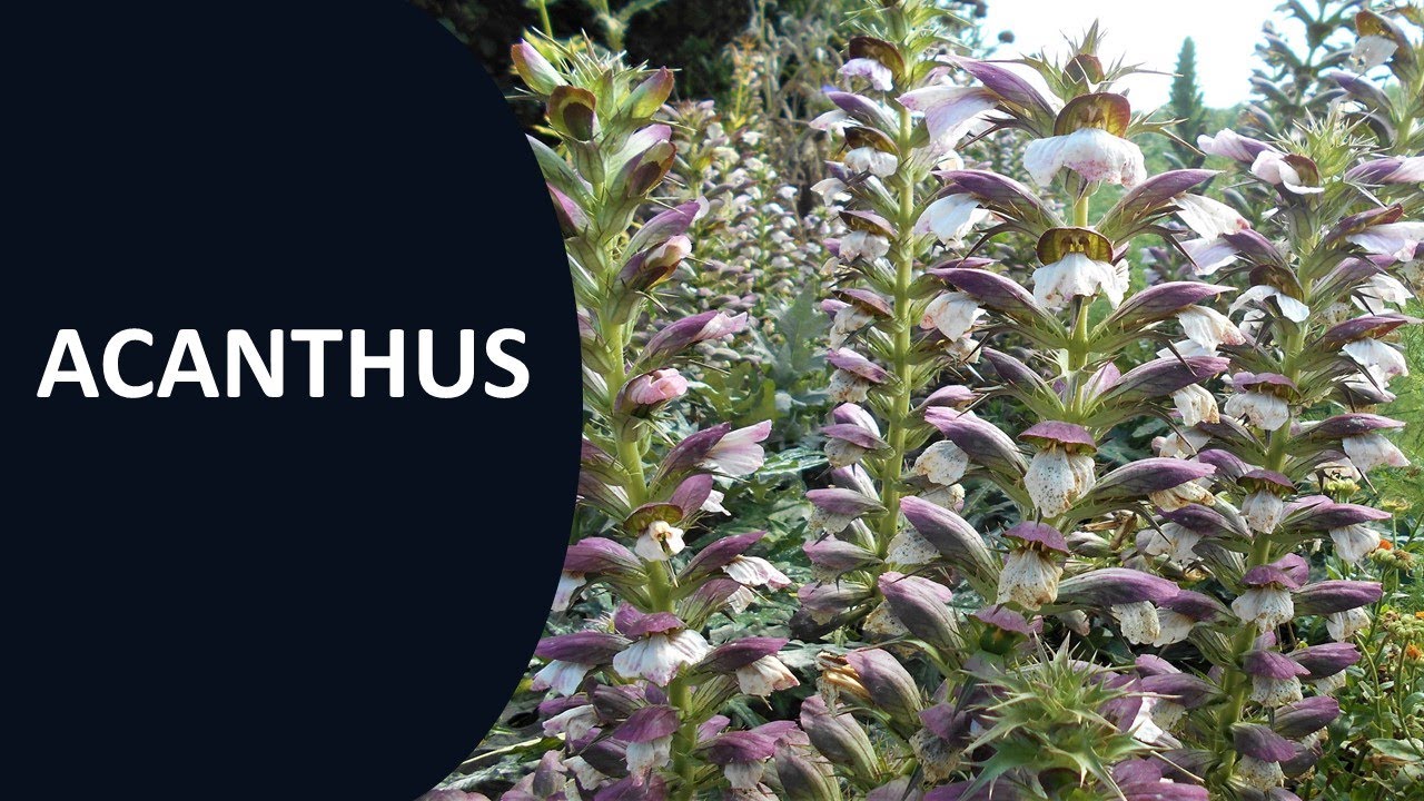 Acanthus (Bear's Breeches)