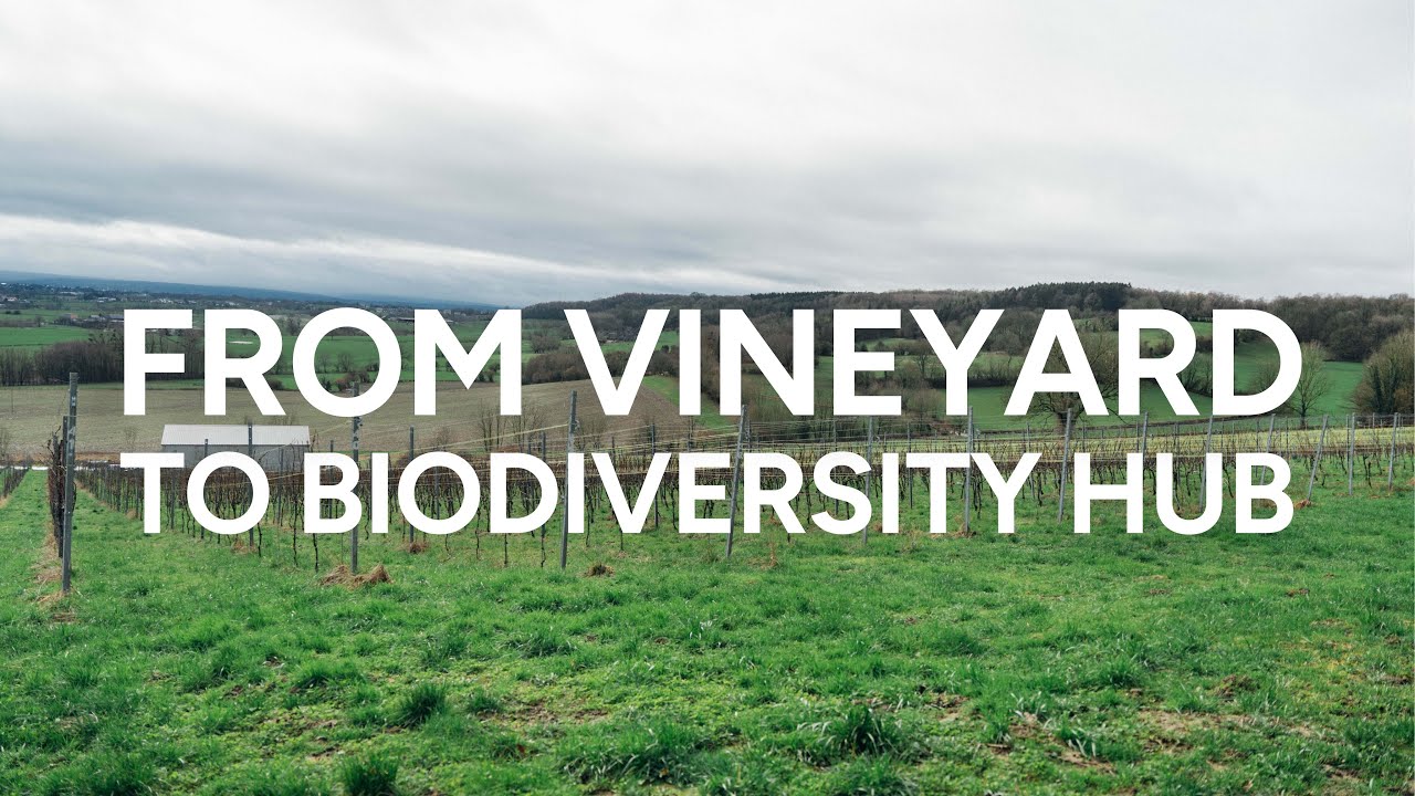 From vineyard to biodiversity hotspot - Montzen, Belgium