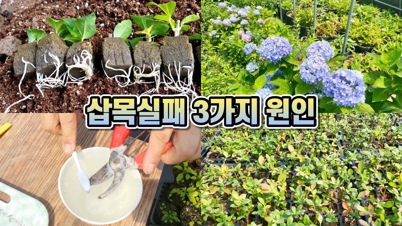 삽목 실패 3가지 원인!! 오아시스 삽목법!!