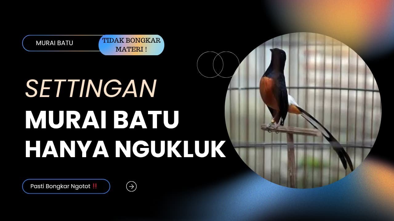 Settingan Murai Batu Hanya Ngukluk Di Gantangan ‼️ Pasti Bongkar dan Ngotot ‼️