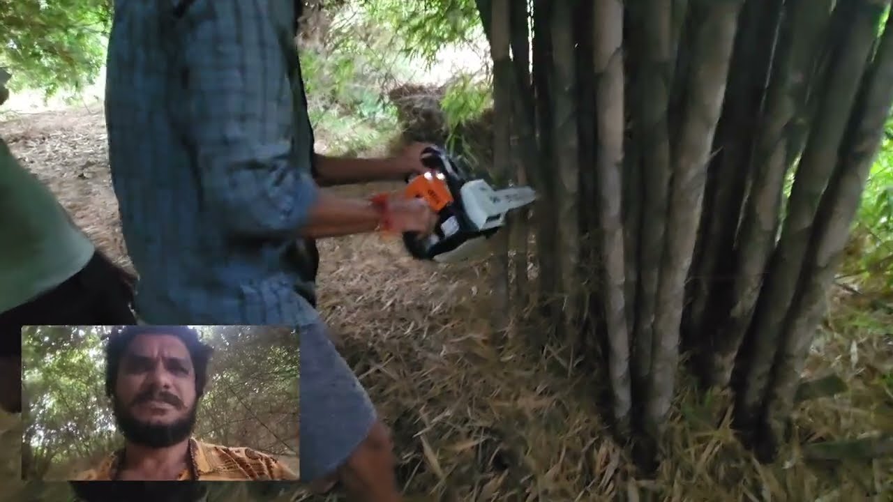 3740- बांस के पोध तैयार करने से पहले कलम 7587539222 Bamboo Plant, किसान पाठशाला BALRAM KISAN