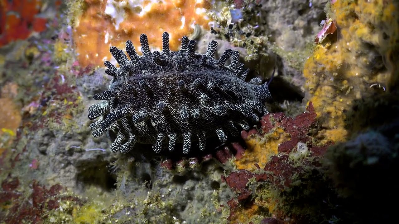 Cathedral /Gato Island /Malapascua / Philippines / Sea Snake / Swimming Nudibrach / Cowrie Snail