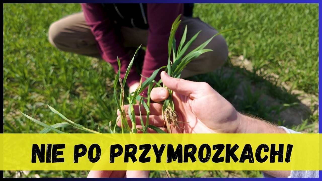 Nie wjeżdżaj po przymrozkach! To będzie intensywny tydzień prac polowych | e-pole