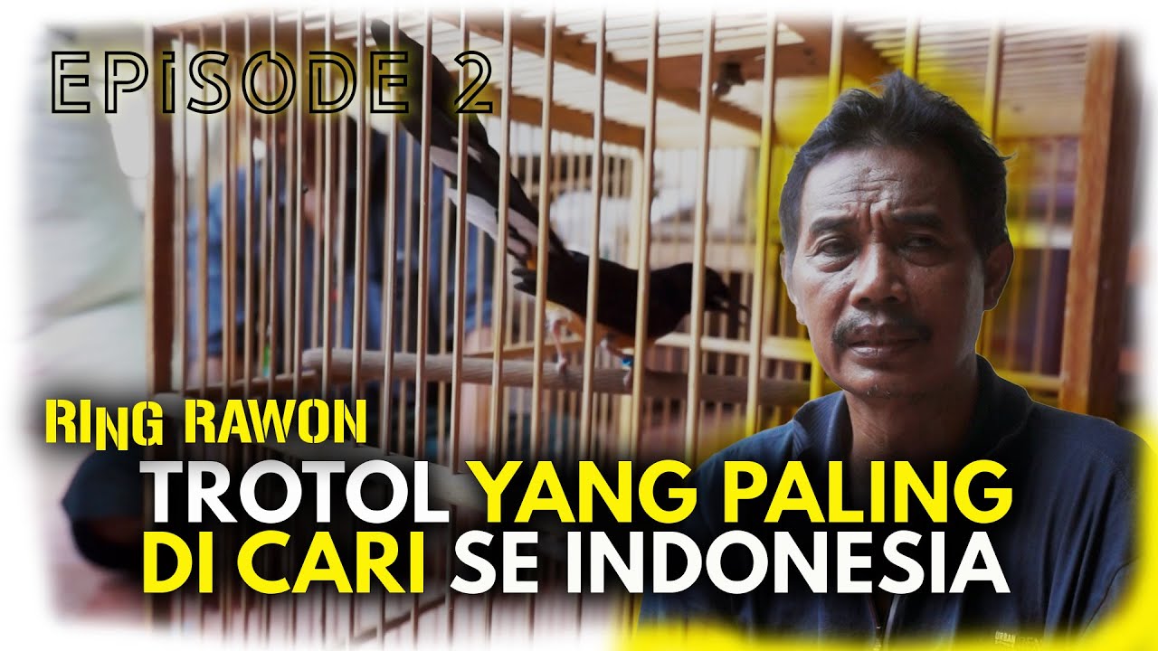 THE LEGEND BONGKAR CARA CETAK INDUKAN TRAH MOBIL ALA RAWON BIRD FARM