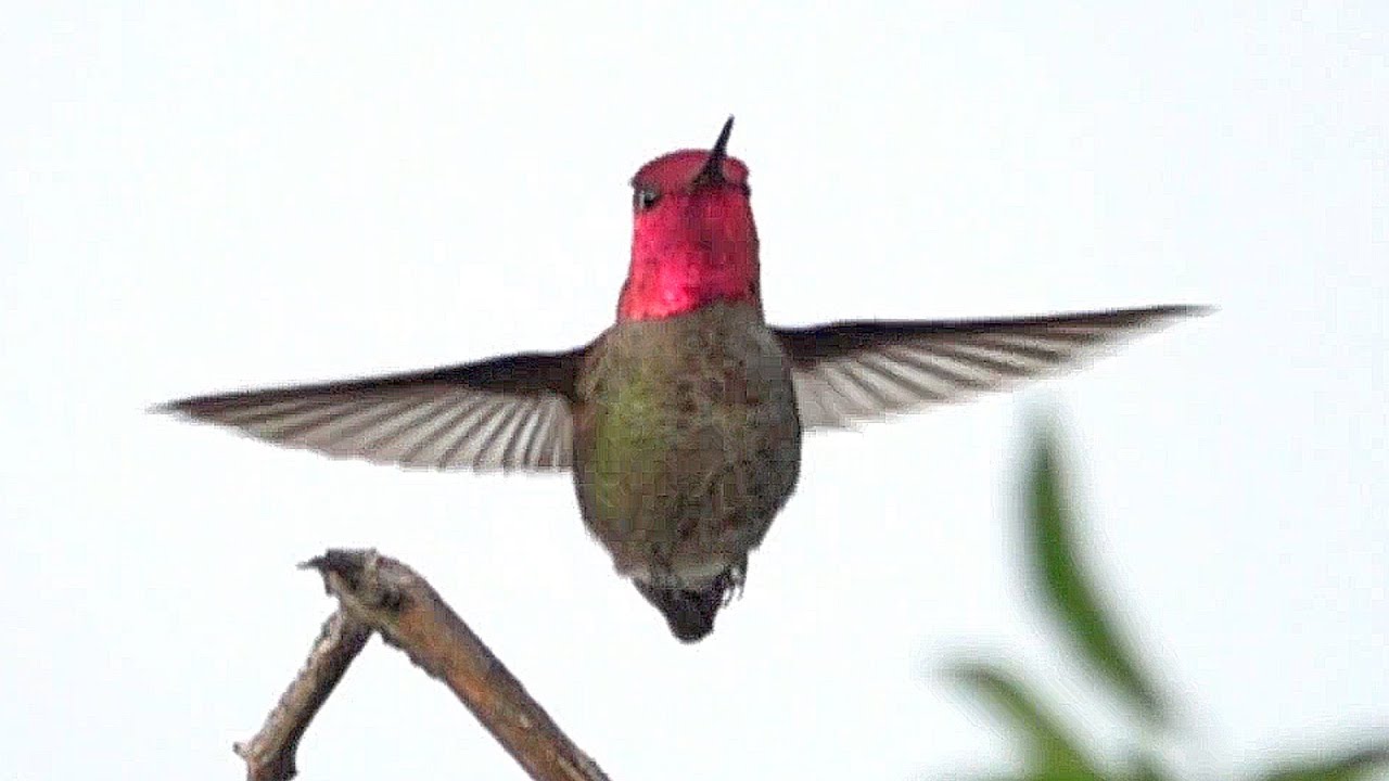 Anna's Hummingbird (Calypte anna) Doing All Its Tricks in Super Slow-mo (960 fps)