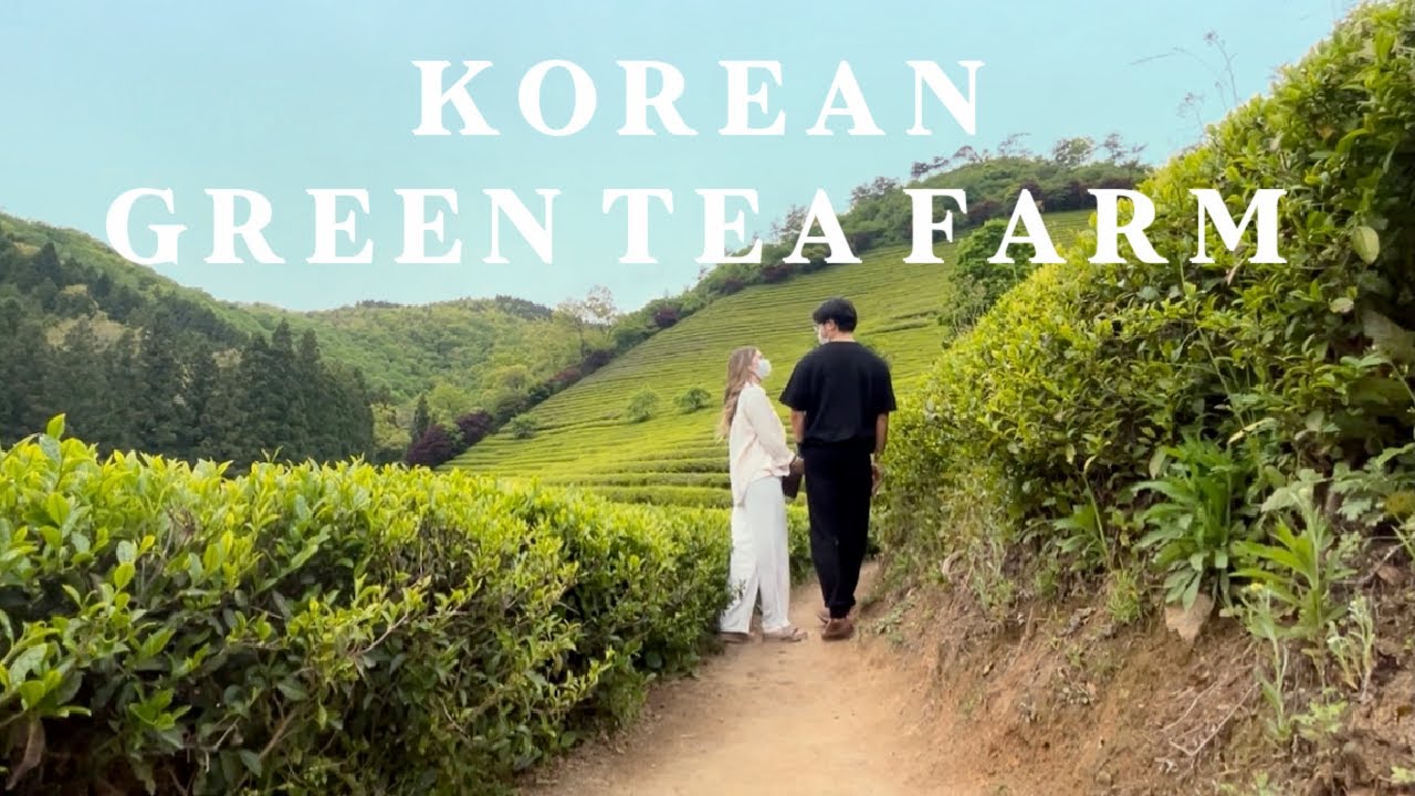 AMWF Amazing Green Tea Farm 🍵 GLAMPING 🏕️ VINTAGE STATION 🚂 boseong, korea vlog