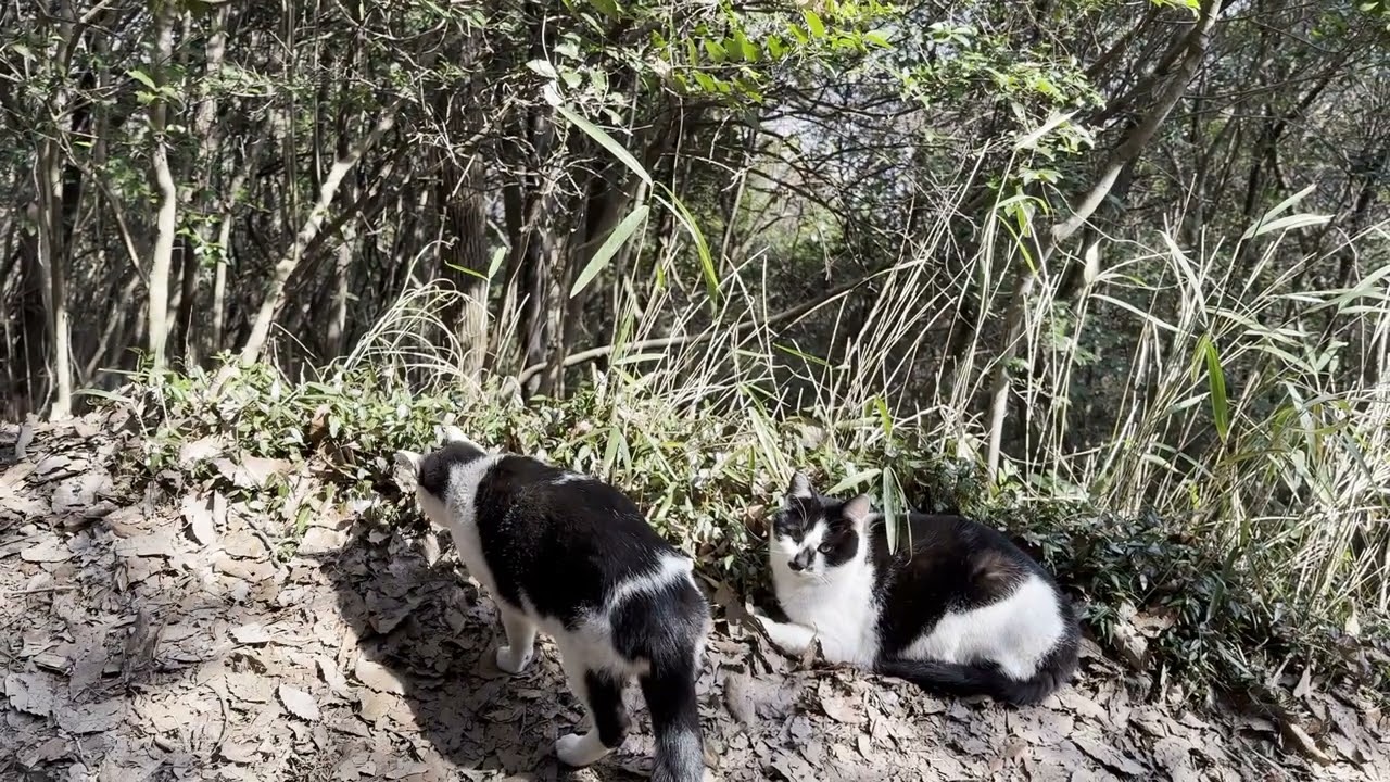 ふご山の第三休憩所にいたクロシロ猫さんの兄弟