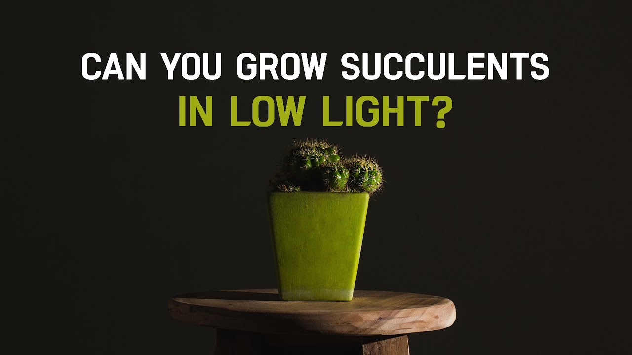 SUCCULENT CARE TIPS | CAN YOU GROW SUCCULENTS IN LOW LIGHT?