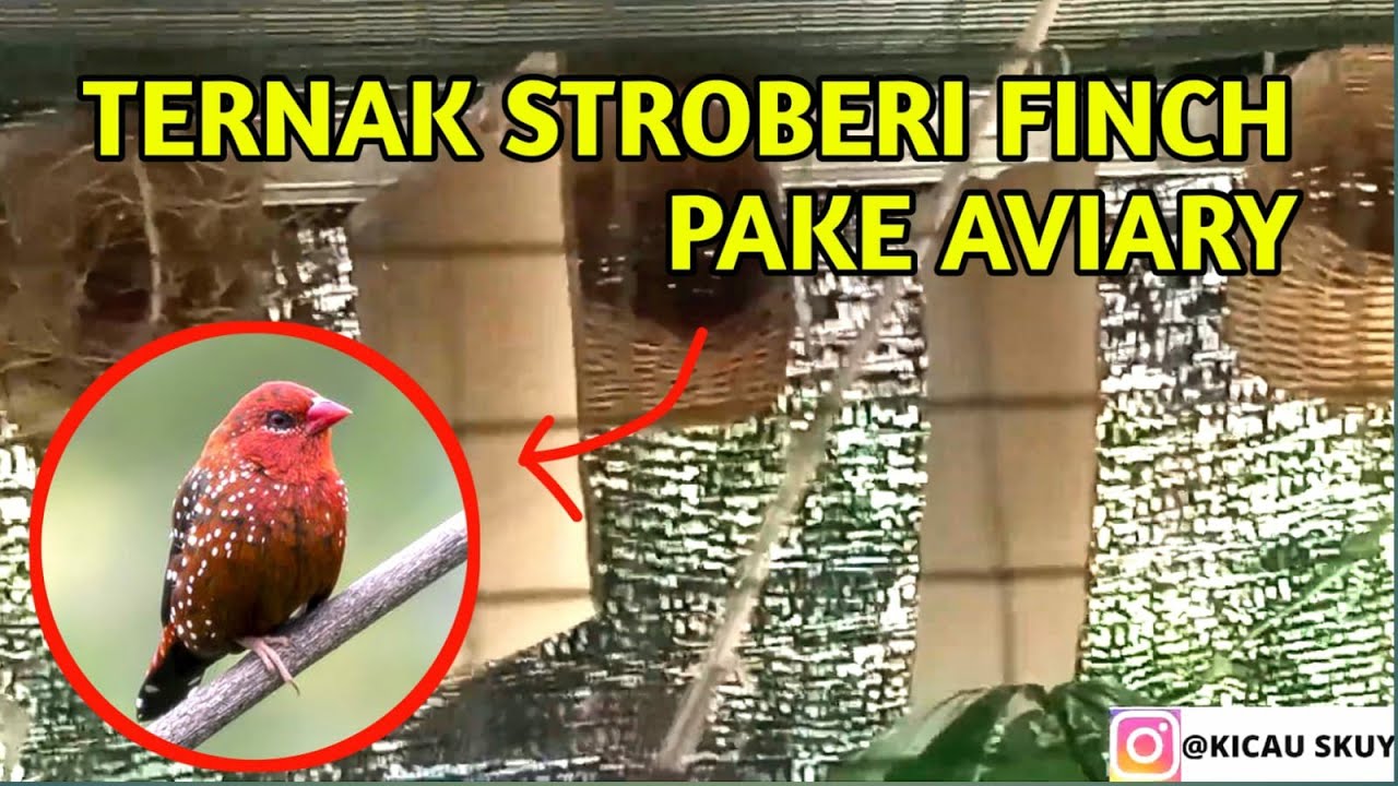 BEGINI CARA TERNAK STRAWBERRY FINCH DI KANDANG AVIARY