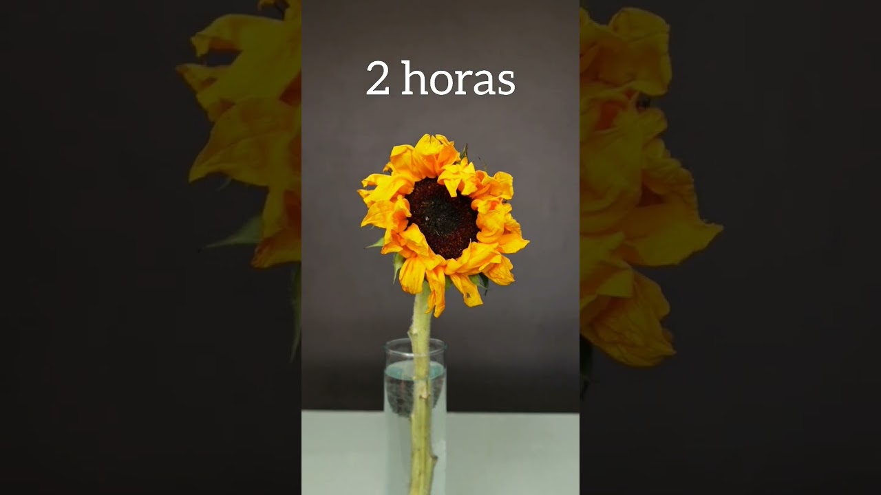 Quiero darles una segunda vida a tus girasoles con éste hack. #consejos  #tips #hack #viral #cool