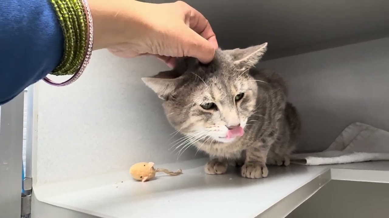 Ральф 247433 чувствует себя немного комфортнее😺